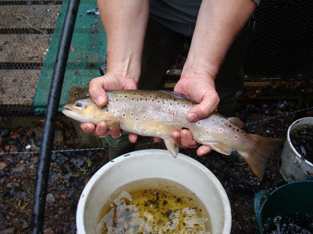 The High Quality of UAAA Produced Brown Trout