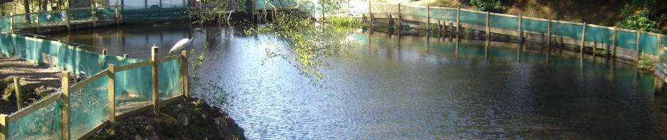 UAAA Main Rearing Pond