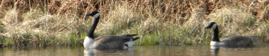 Canadian Geese on Glengavel by Stan Broom