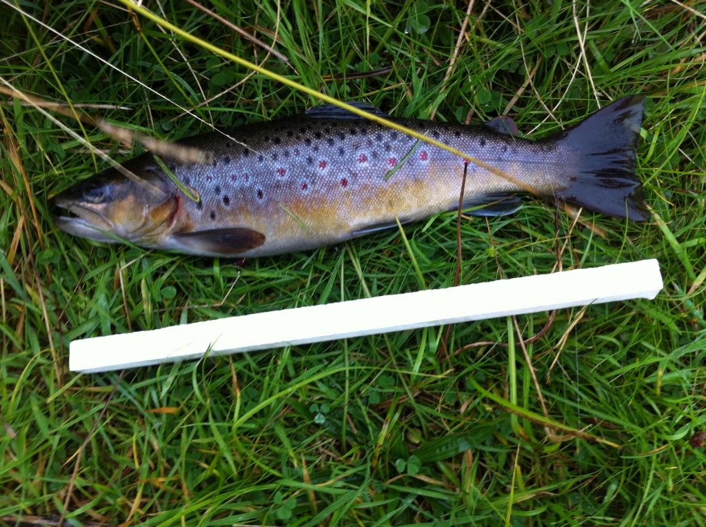 One Of Today's bright wee Brownies caught dabbling a big muddler in the wave.