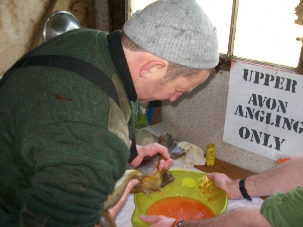 Eggs being stripped from a Hen Fish