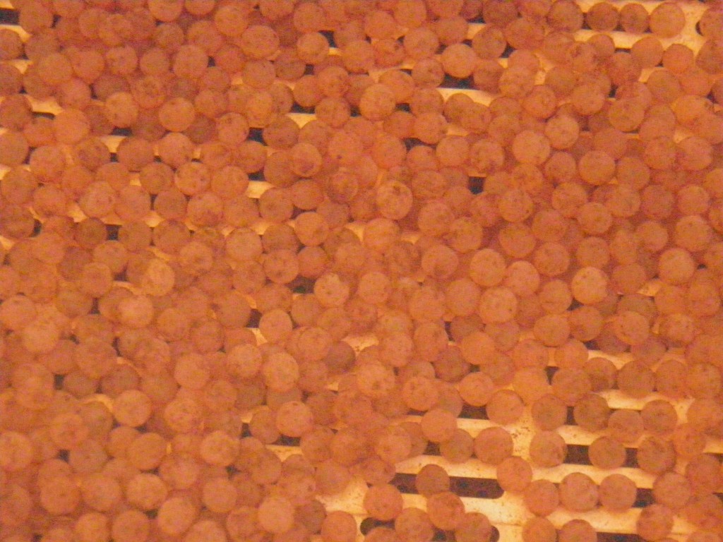 UAAA Trout Eggs 171211 - Stripped 051112