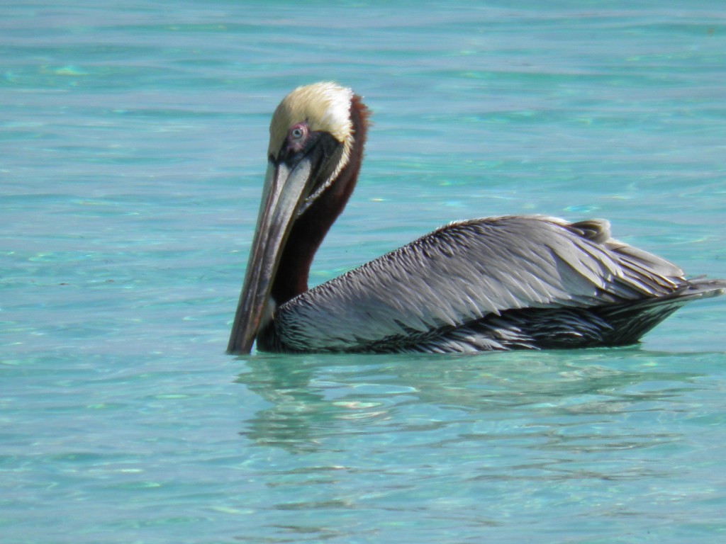 The Best Angler in Cuba