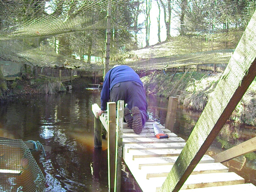 Jim working hard building a walkway in the 2 year pond.