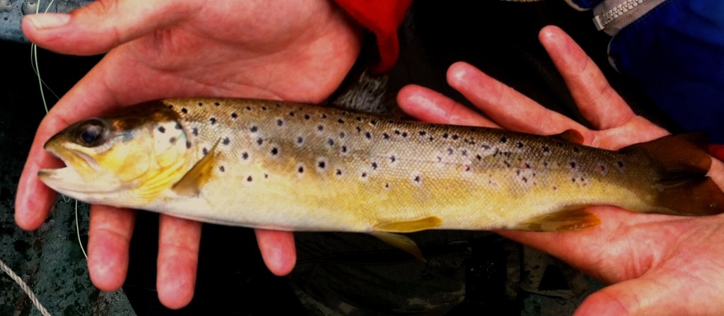 Not Barry's biggest of the day but a beautiful yellow bellied brownie!!!