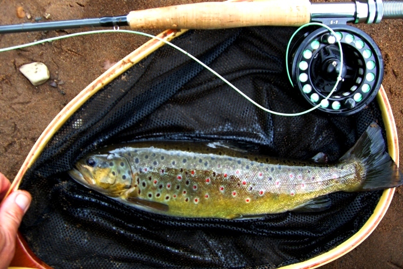 Sam's Upper Avon Brownie 1lb 1oz