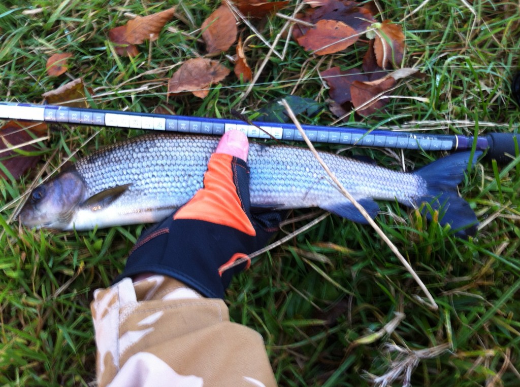 First 40cm UAAA Grayling of the day.