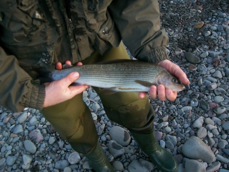 One of Wullies Grayling - was it on a Pink Bug?