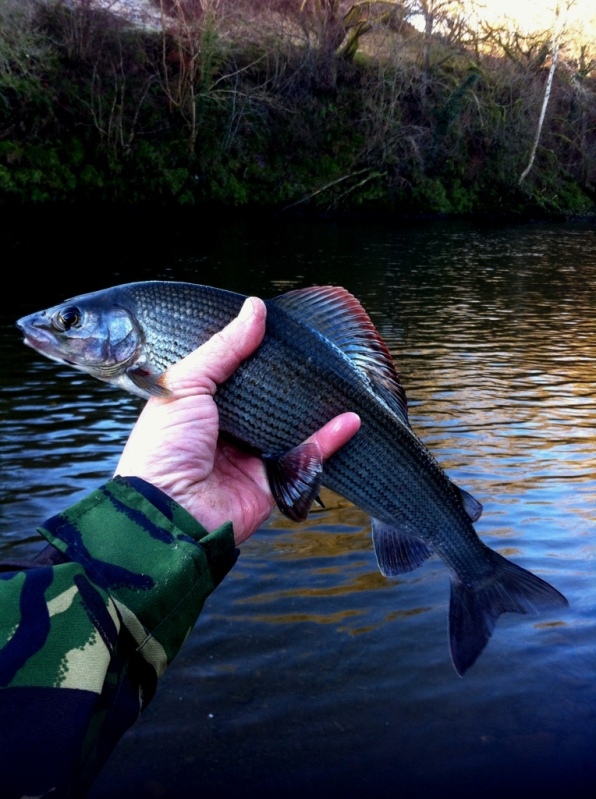 The Beauty of a Grayling - well done Alan T & great photo Stan :-D