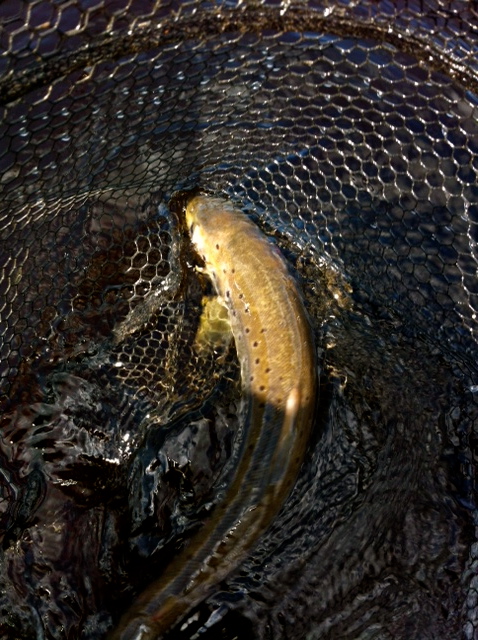 Another lovely wee bright Brownie