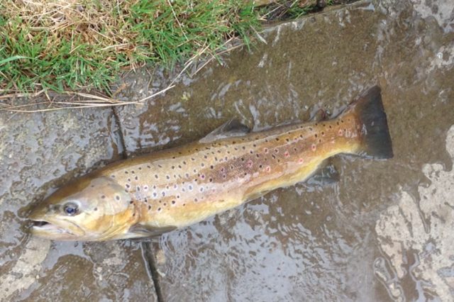 Tommy's Lovely 2lb 4oz Brownie Caught & Released 