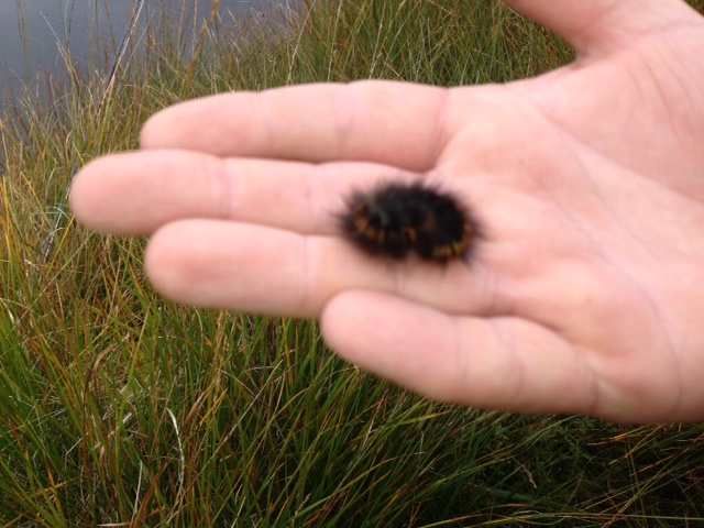 A big hairy caterpillar - anybody know what it is?
