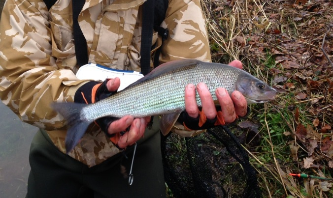 Another fine Grayling