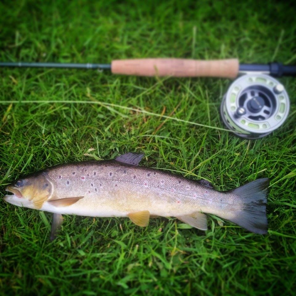 Another cracking Upper Avon Brownie