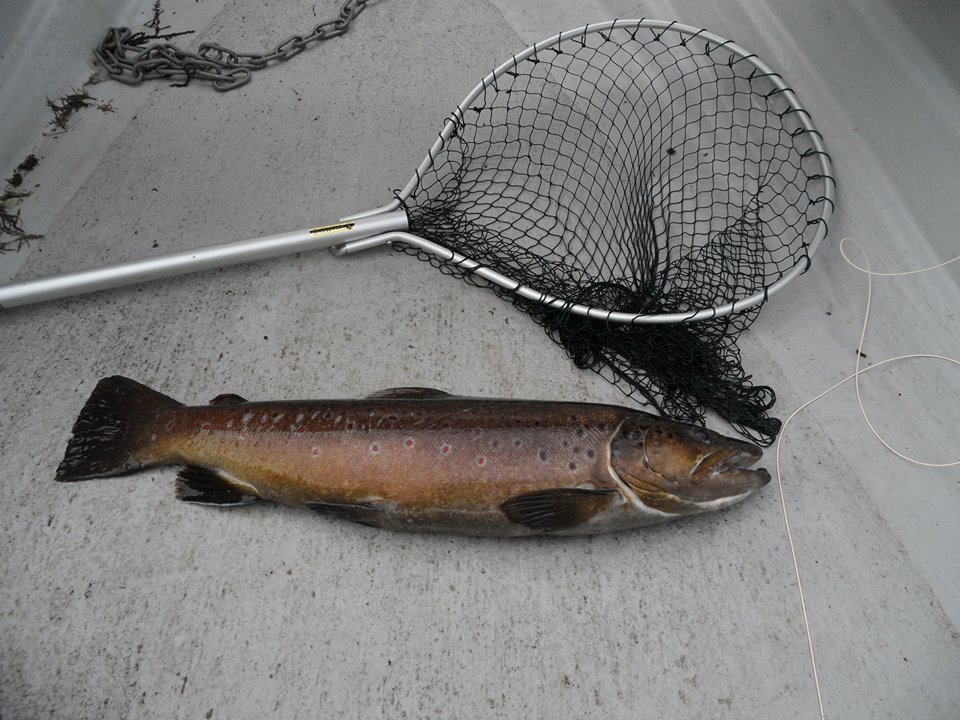 Davy's 7lb plus Brownie caught Friday 26/06/15 - best ever Fly Caught Glengavel Brownie.