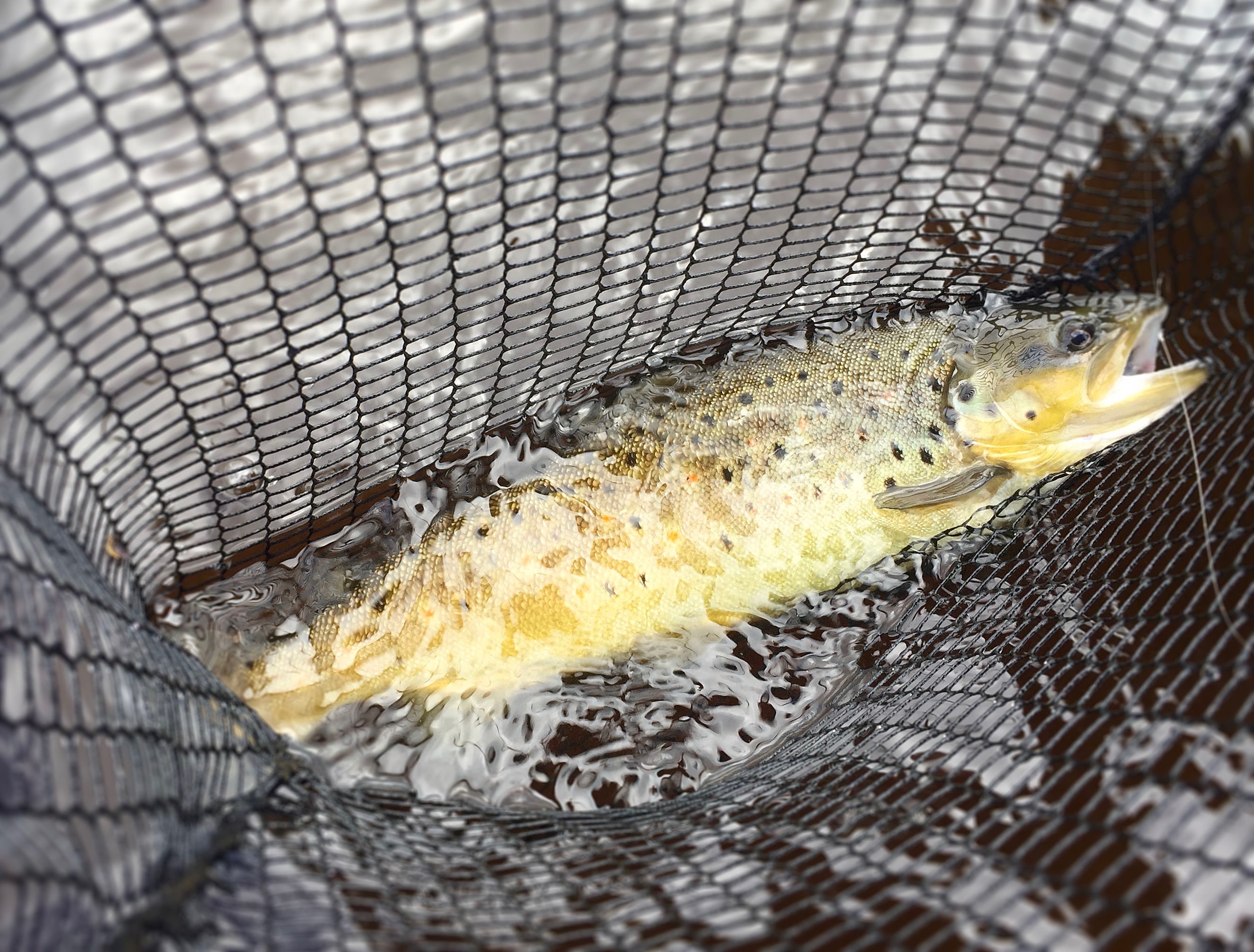 The Stars of the show - cracking Brown Trout 