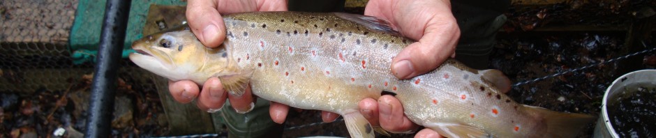The High Quality of UAAA Produced Brown Trout